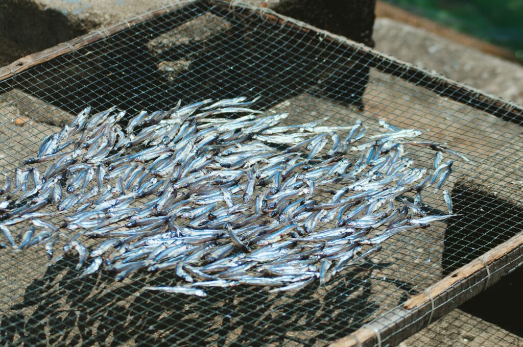 Ảnh minh họa cá nhỏ phơi trên giàn