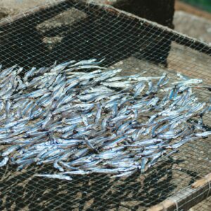 Ảnh minh họa cá nhỏ phơi trên giàn