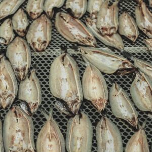 Ảnh minh họa khô cá trên lưới